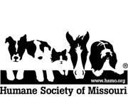 Saint Louis Summer Camps